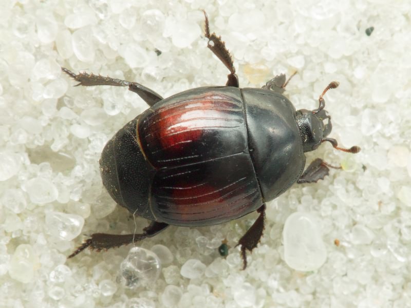 Margarinotus purpurascens (Herbst, 1792)
